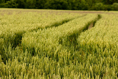 Crops growing on field