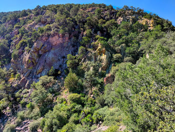 Trees growing in forest