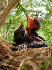 Close-up of birds in nest