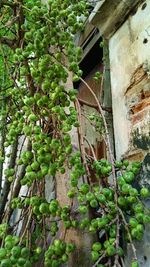 Close-up of ivy growing on tree