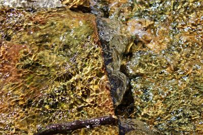 Close-up of turtle in sea