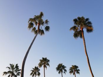 Low angle view of palm trees against blue sky