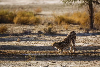 Cheetah