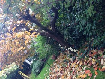 Low angle view of tree