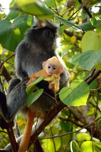 Monkeys in a tree