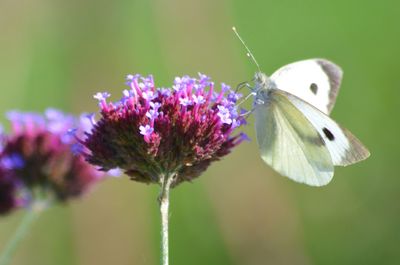 Close-up of butterfly pollinating on purple flower