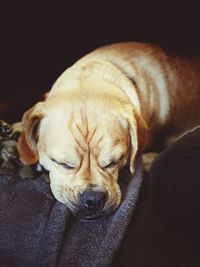 Close-up of sleeping dog