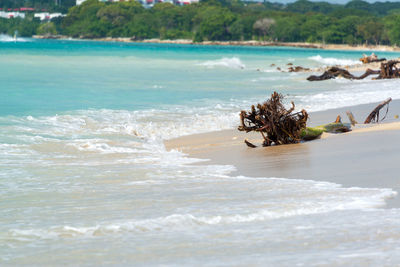 Driftwood at seashore