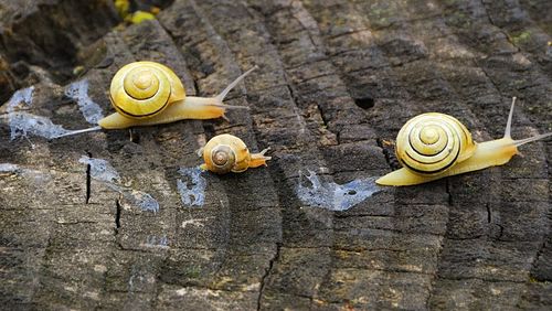 High angle view of snail