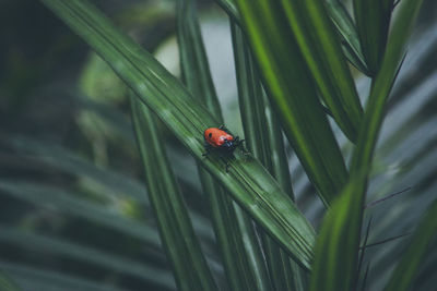 Close-up of ladybug on plant