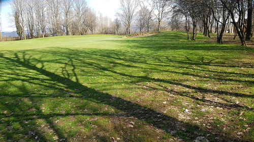 Scenic view of trees on field