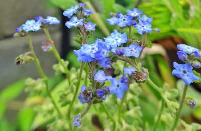 Close-up of purple flowers