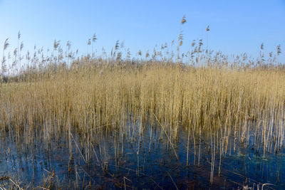 Plants growing in water against sky