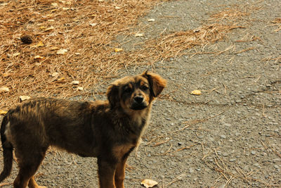 Portrait of dog standing on field