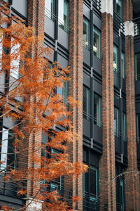 Tree against modern buildings during autumn