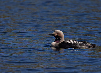 Black-throated loon swimming in lake