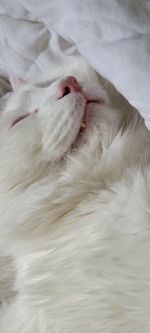 Close-up of white cat