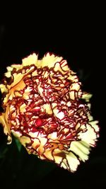 Close-up of rose plant against black background