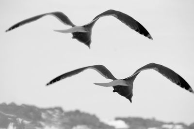 Low angle view of bird flying against clear sky