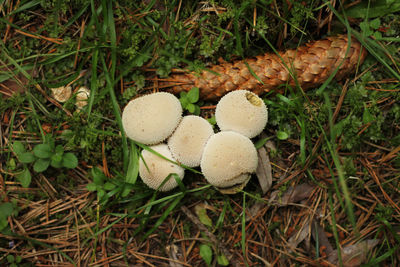 High angle view of mushrooms growing on field