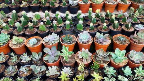 High angle view of potted plants at market stall
