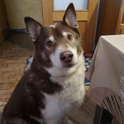 Portrait of dog sitting on seat at home