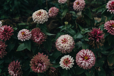 Close-up of pink flowering plants