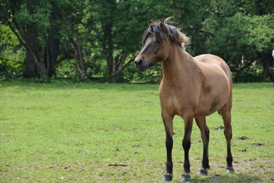 Front view of horse standing on grass