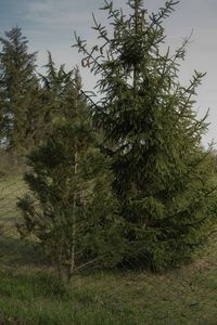 Scenic view of trees growing on field against sky