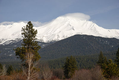 Pine trees on snowcapped mountains against sky