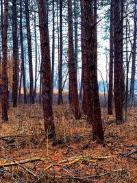 Trees in forest