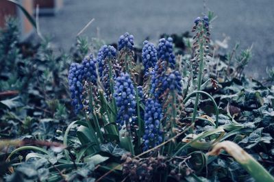 Close-up of purple flowering plants on field