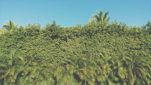 Plants growing on field against sky