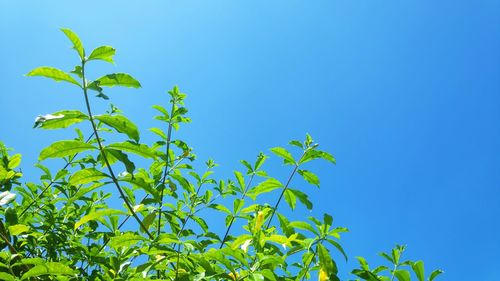 Low angle view of leaves against clear blue sky
