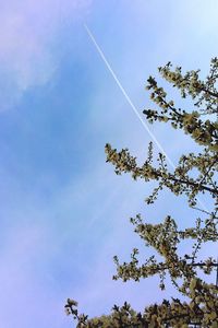 Low angle view of trees against blue sky