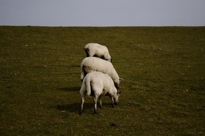 View of sheep grazing on field