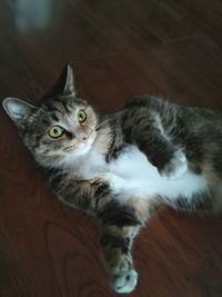 High angle view of cat sitting on hardwood floor