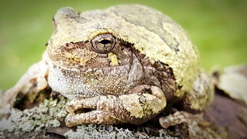 Close-up of a lizard