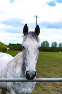 Portrait of horse on field