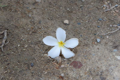 High angle view of white flowering plant on land