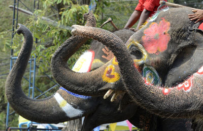 People riding decorated elephants