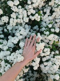 High angle view of hand touching leaves