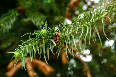 Close-up of pine tree