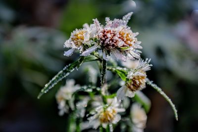 Close-up of white flowering plant