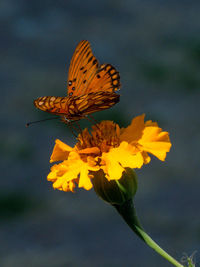Close-up of butterfly pollinating on flower