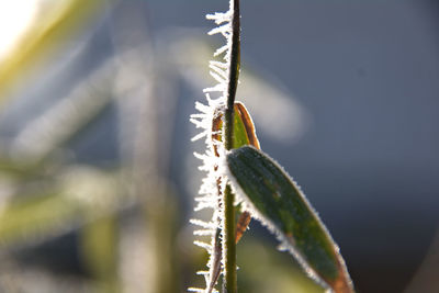 Close-up of insect on plant