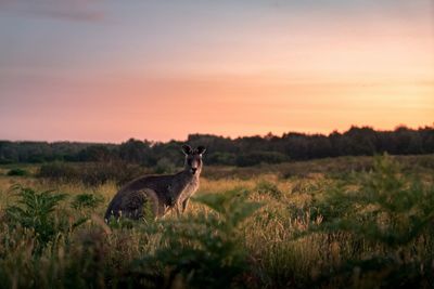 Giraffe on field against sky during sunset