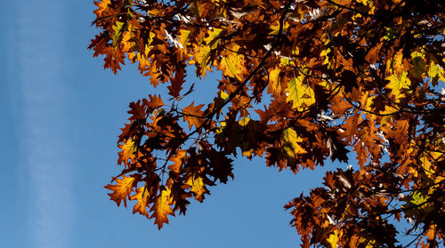 Low angle view of autumnal tree against sky