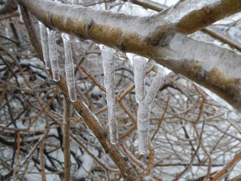 Close-up of snow on branch during winter