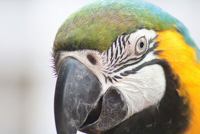 Close-up of a bird